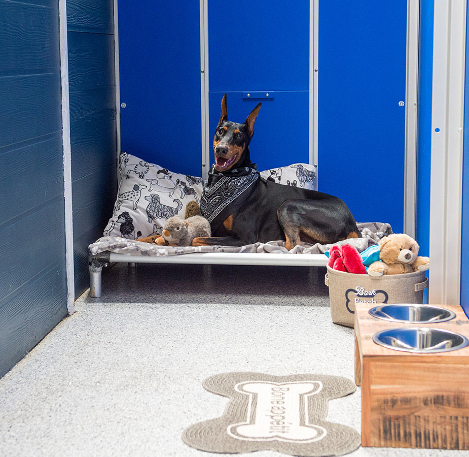 Dobermann in room