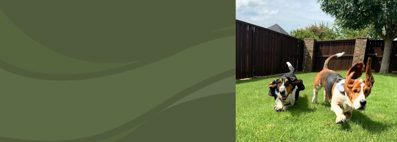 Two Dogs Running Outside