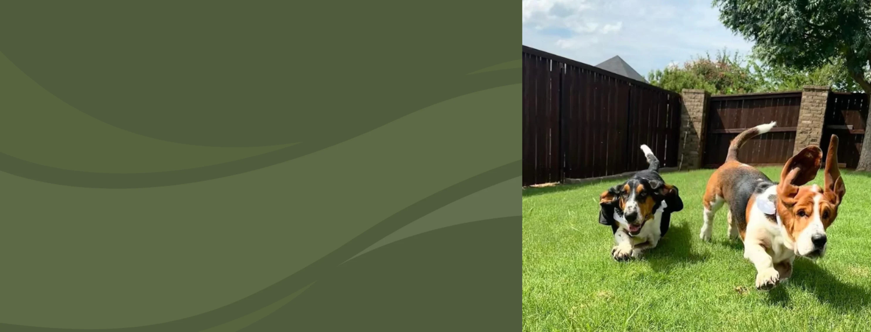 Two Dogs Running Outside Two Dogs Running Outside