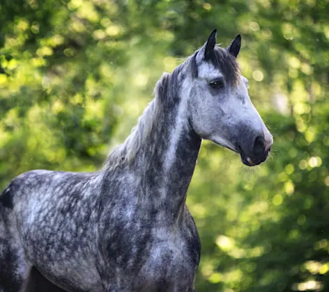 Gray horse in forest Gray horse in forest