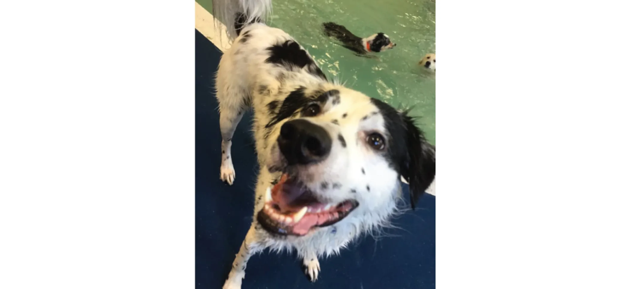 Dog inside pool Dog inside pool