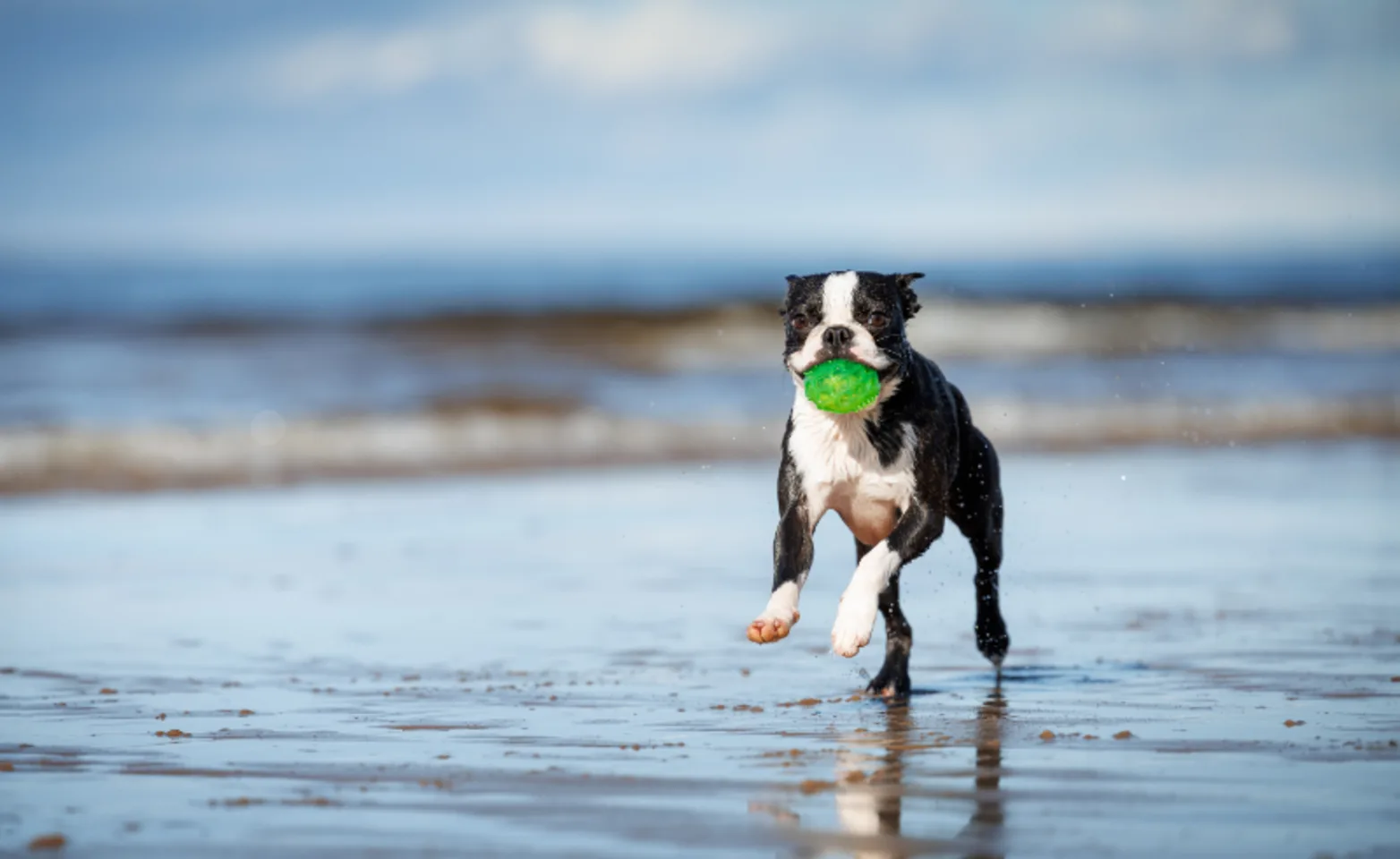 Wet Dog Running with Green Ball at the Beach Wet Dog Running with Green Ball at the Beach