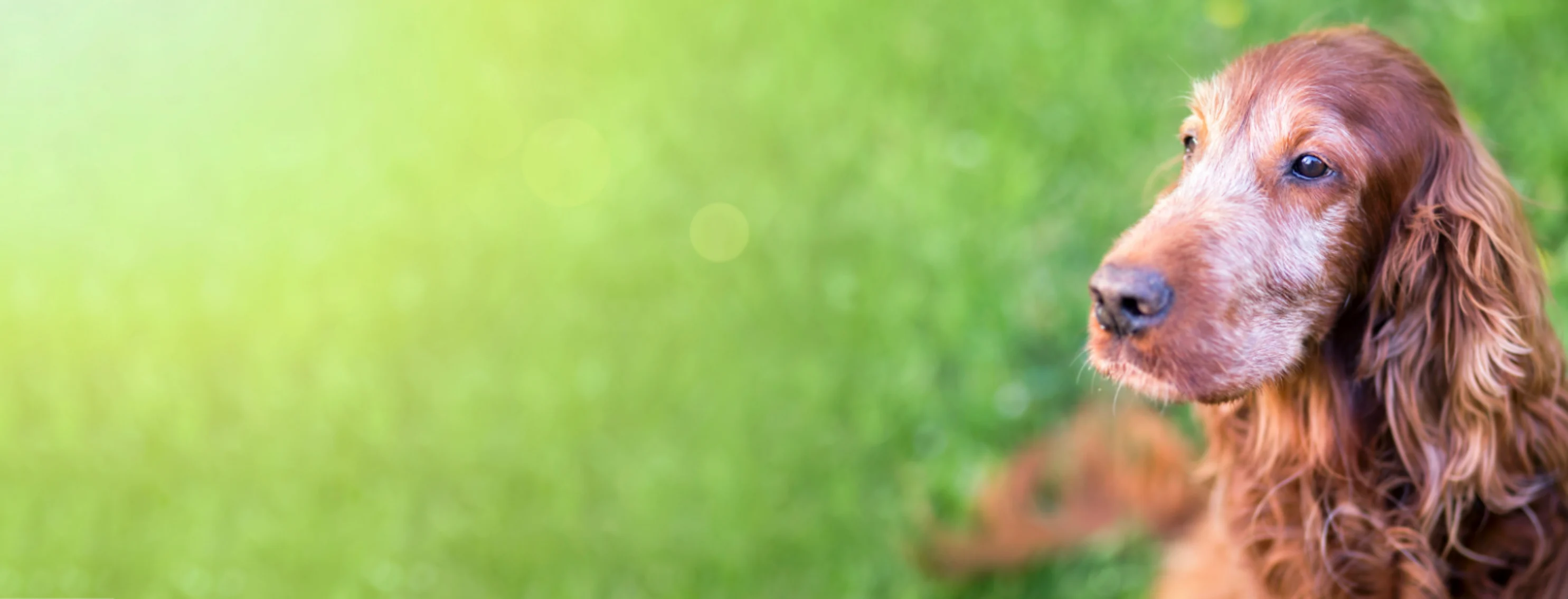 Senior dog lying down in the grass