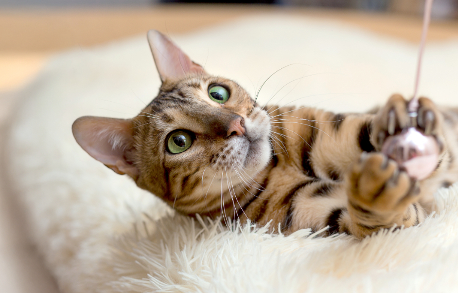 Brown Cat Laying on Fuzzy Bed Playing with Pink Toy