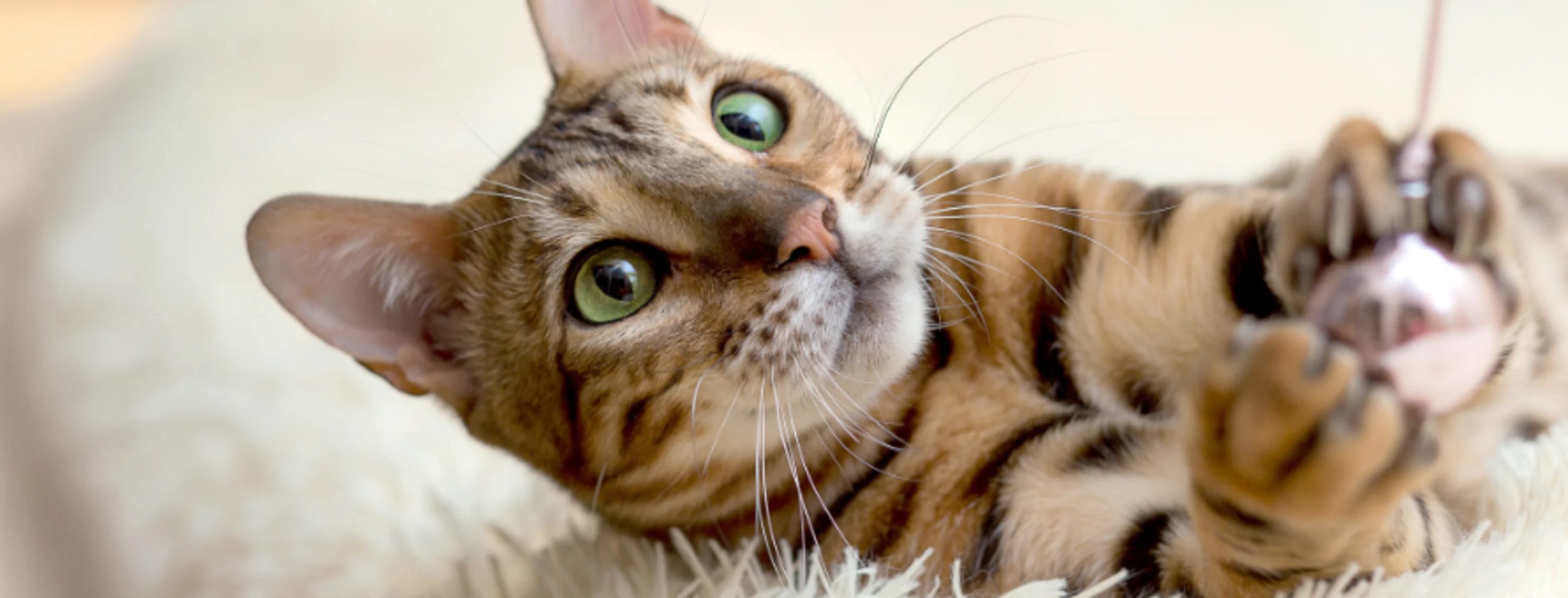 Brown Cat Laying on Fuzzy Bed Playing with Pink Toy Brown Cat Laying on Fuzzy Bed Playing with Pink Toy
