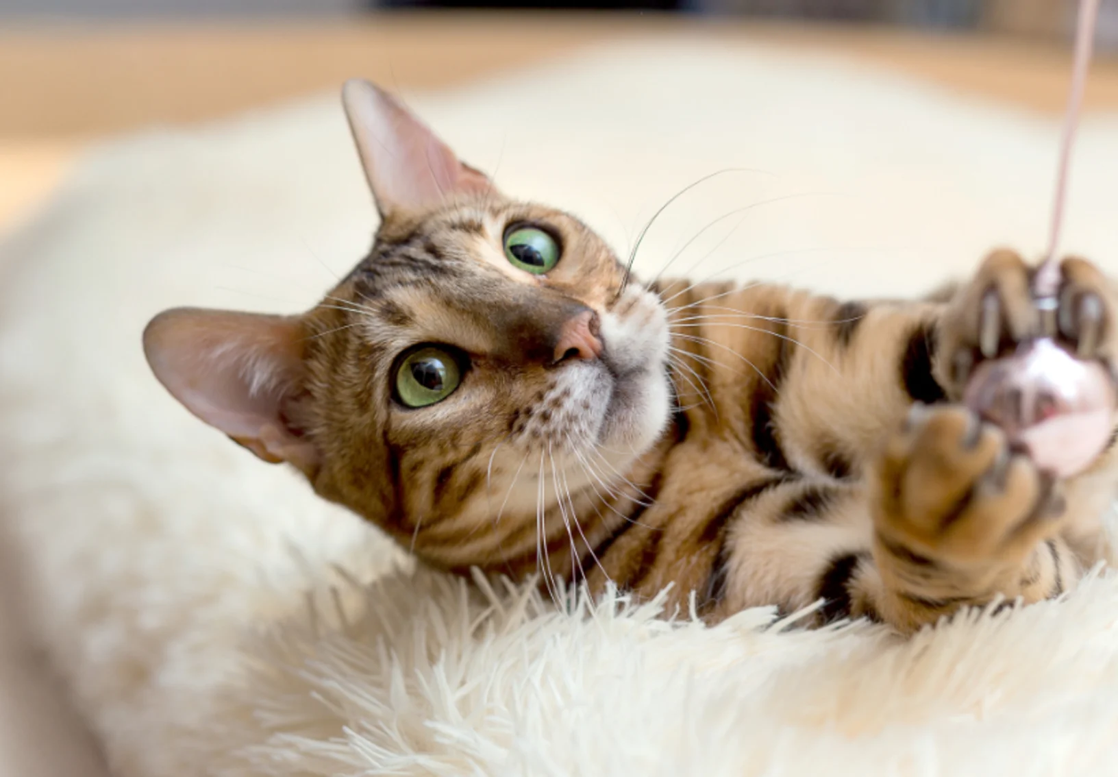 Brown Cat Laying on Fuzzy Bed Playing with Pink Toy Brown Cat Laying on Fuzzy Bed Playing with Pink Toy