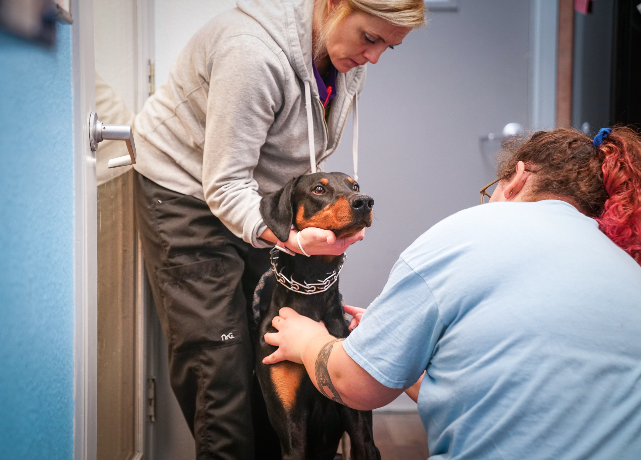 a staff member examines a dog being held by its owner