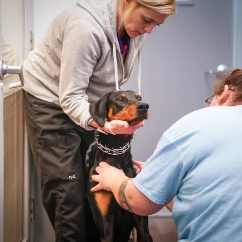 a staff member examines a dog being held by its owner