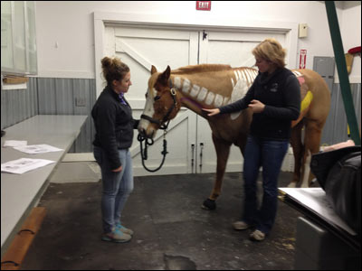 Veterinarian pointing at horse vertabrae