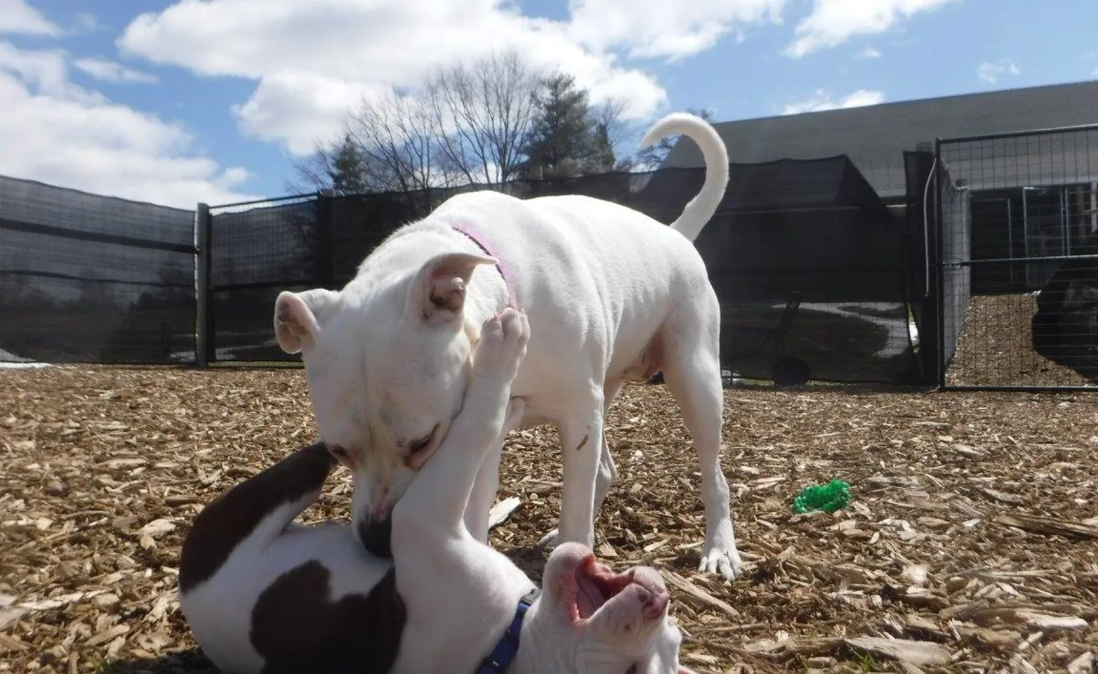 Waterville Veterinary Clinic Dogs Playing Waterville Veterinary Clinic Dogs Playing