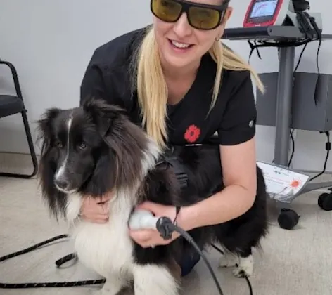 Vet using laser therapy on a dog Vet using laser therapy on a dog