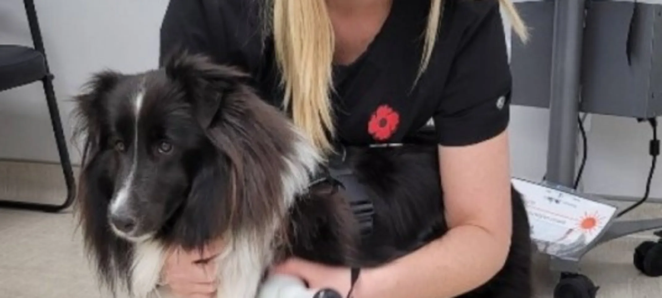 Vet using laser therapy on a dog Vet using laser therapy on a dog
