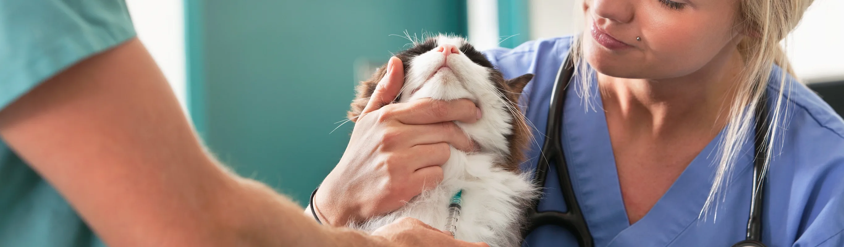 Cat being treated by veterinary staff Cat being treated by veterinary staff