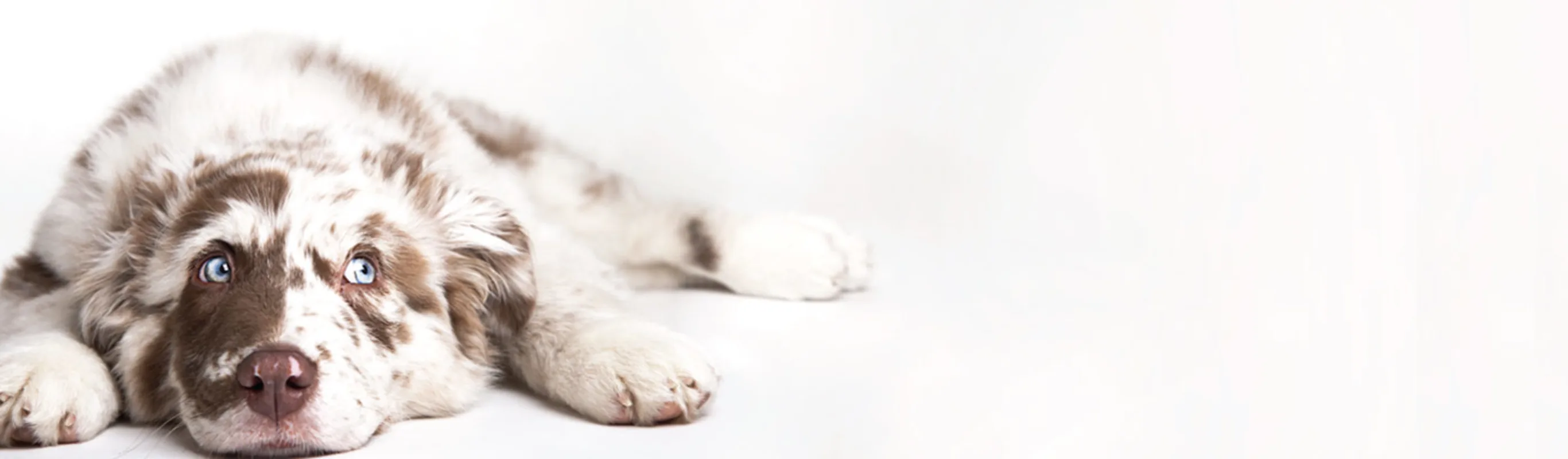 Dog laying down Dog laying down