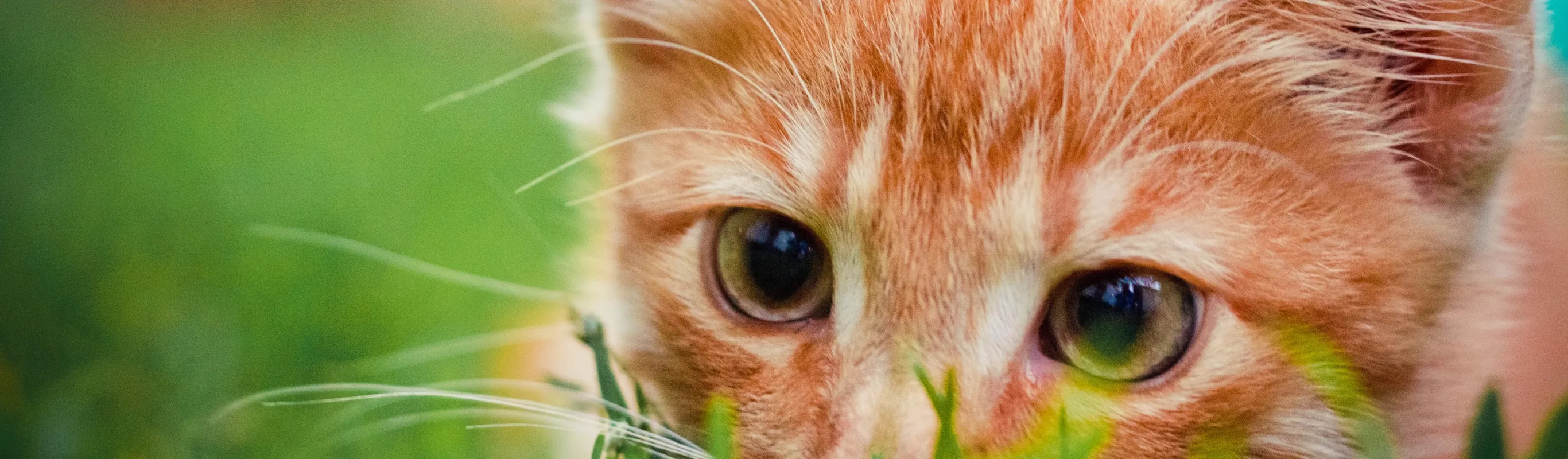 Closeup of a cat in the grass