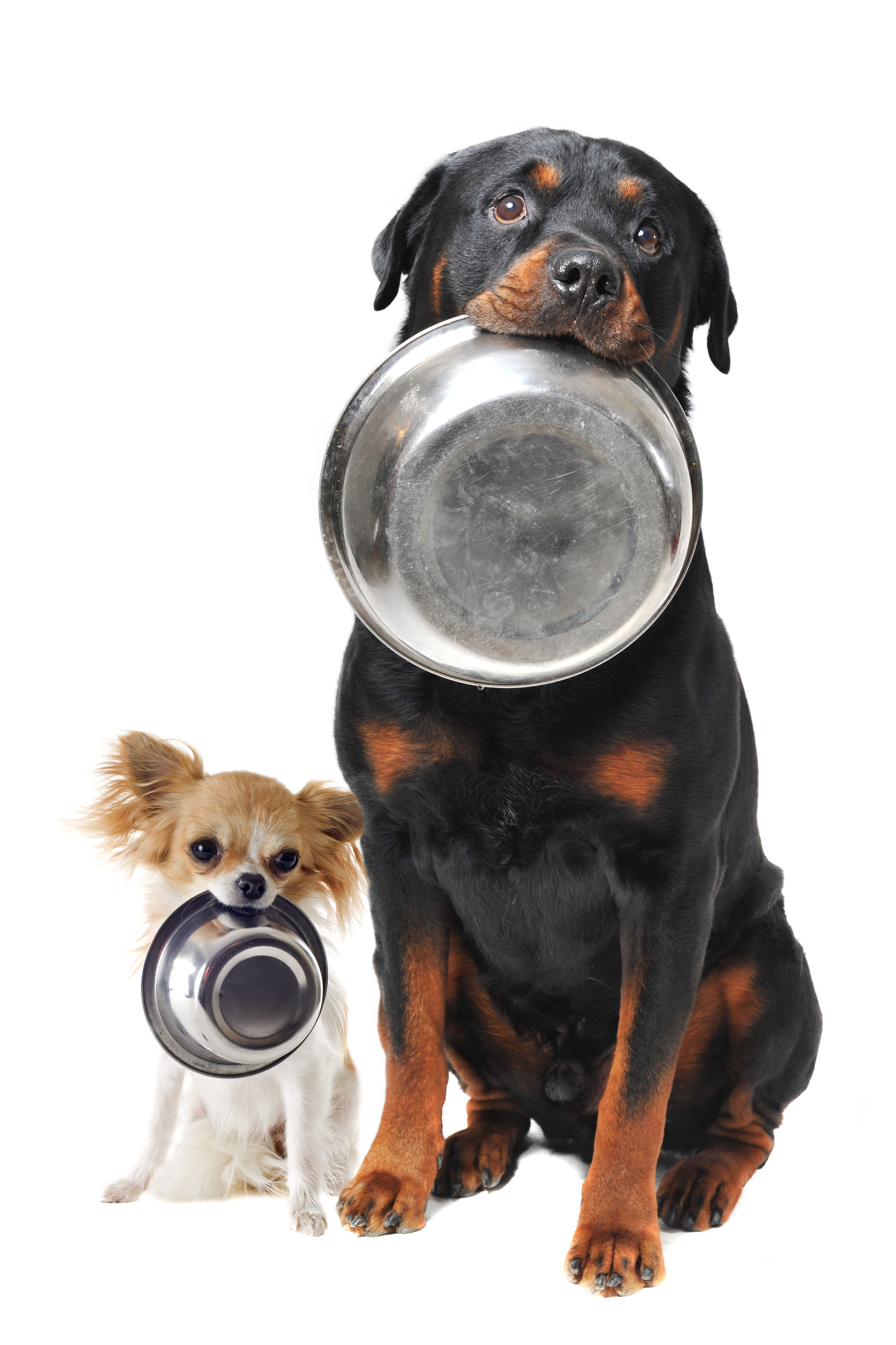 dogs with bowls in their mouth, white background