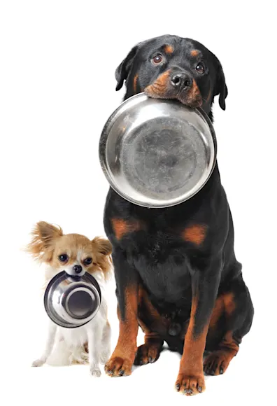 dogs with bowls in their mouth, white background