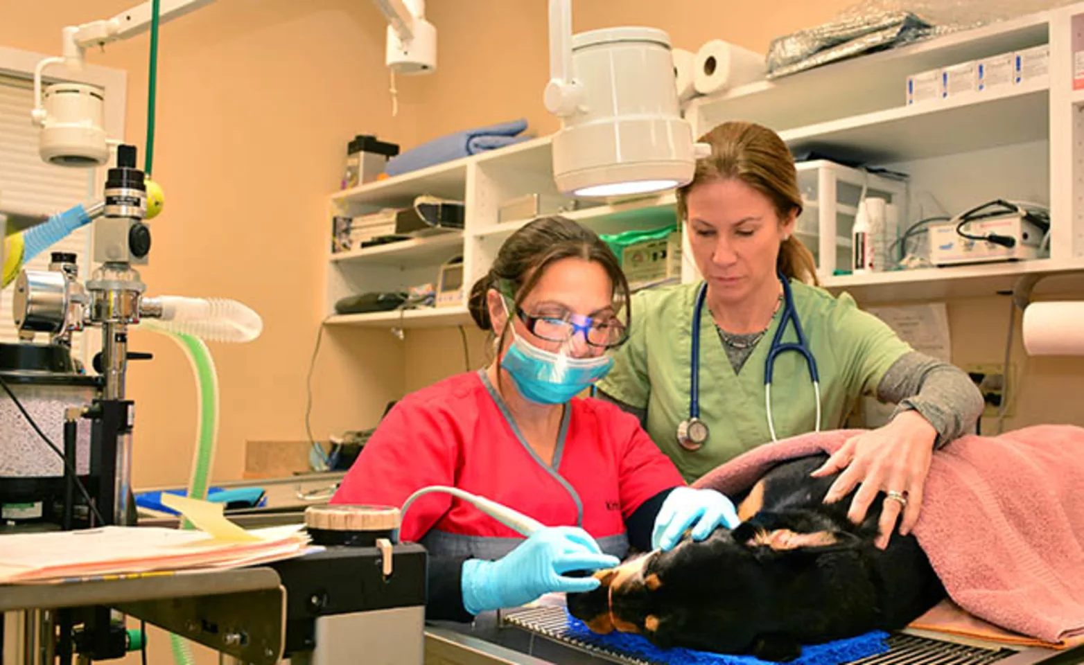 dentistry dentistry