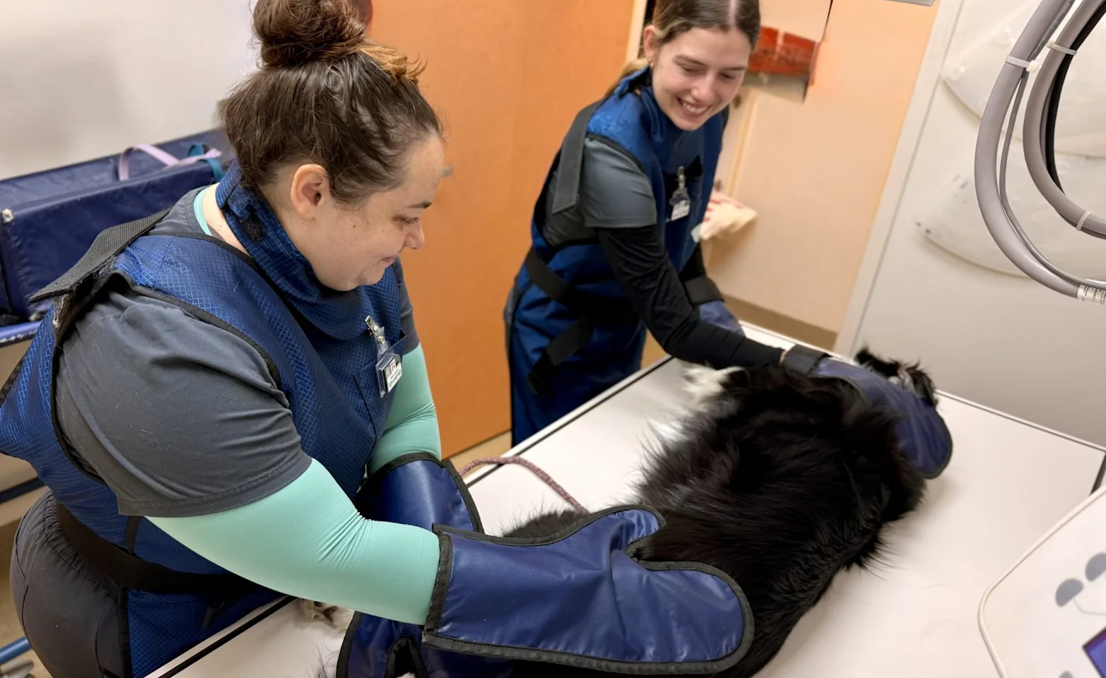McAbee Veterinary Hospital staff taking x-rays on a feline patient McAbee Veterinary Hospital staff taking x-rays on a feline patient