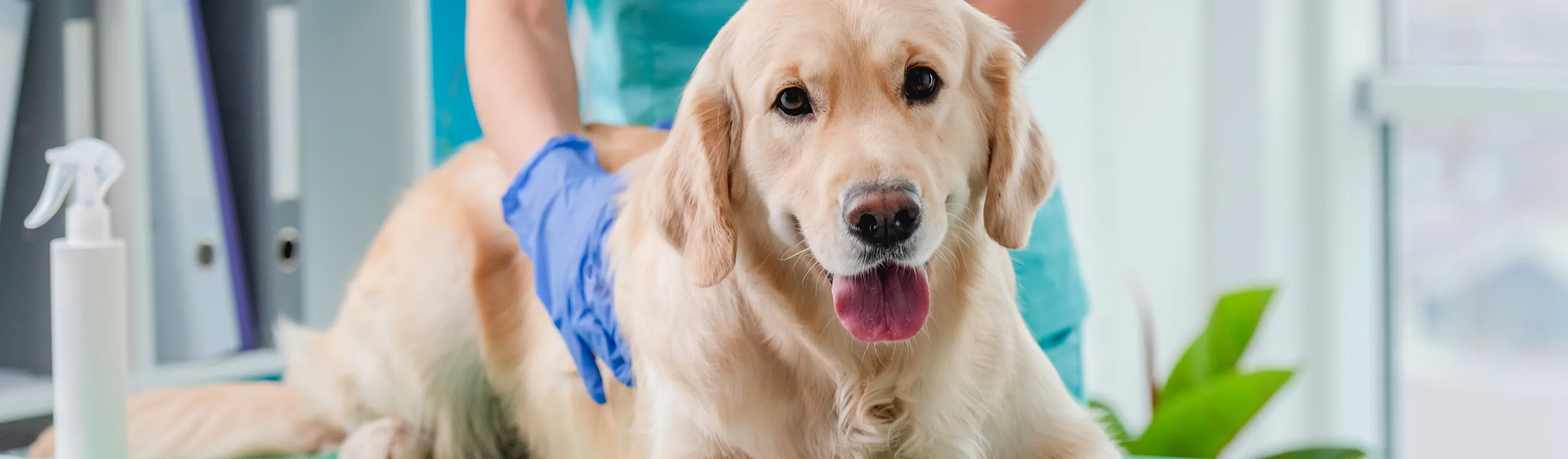 yellow lab laying on table with bandage on arm yellow lab laying on table with bandage on arm