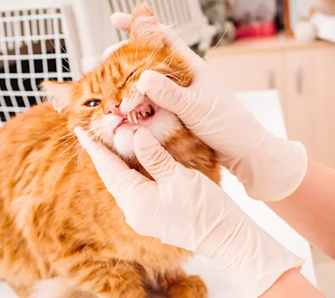 Cat getting teeth inspected