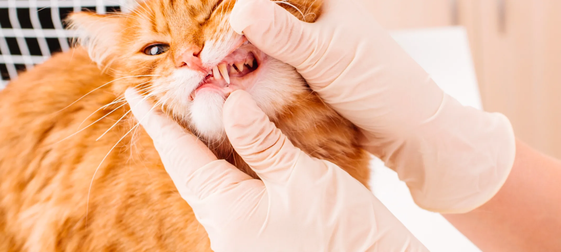 Cat getting teeth inspected