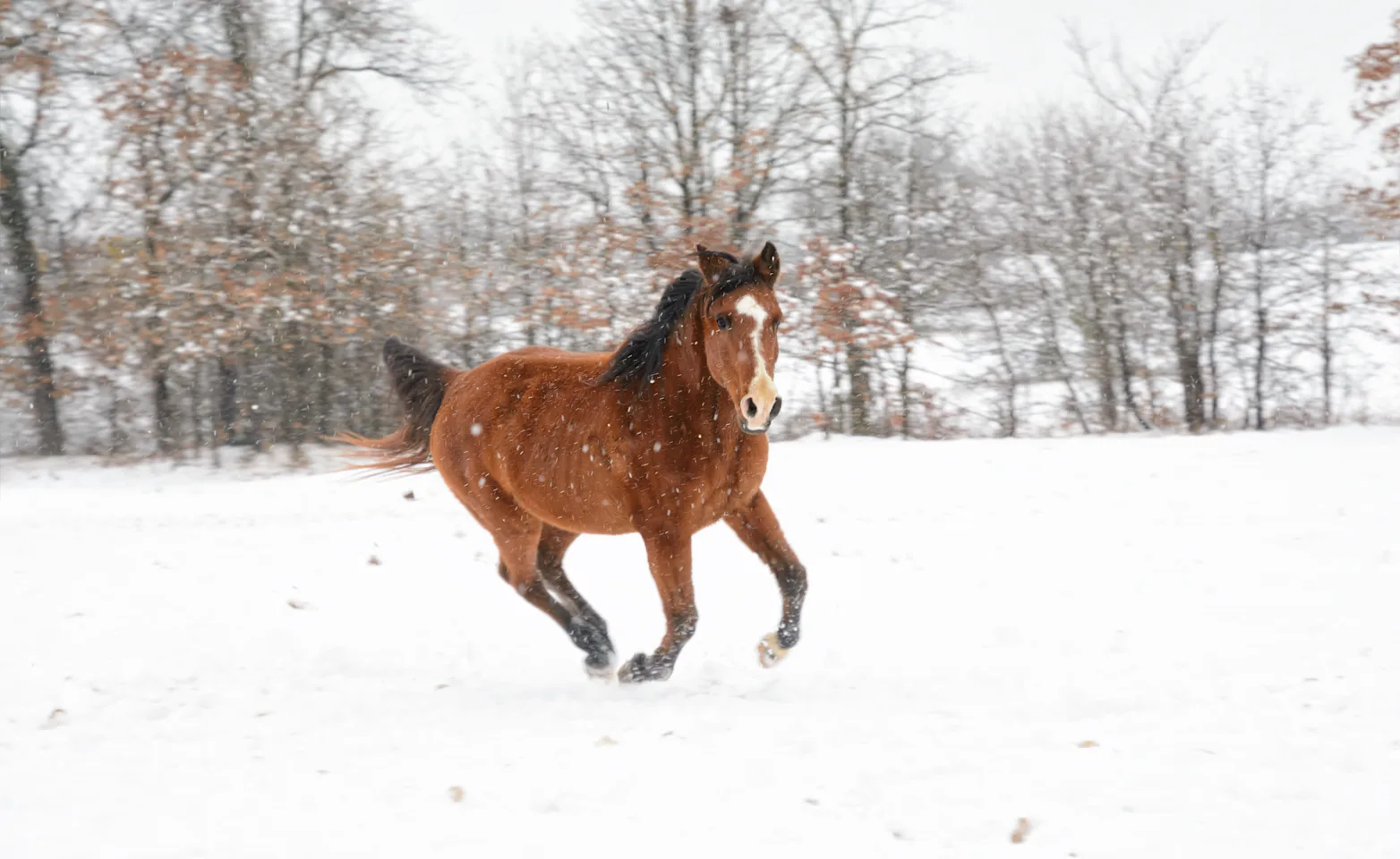 Senior horse running through the snow Senior horse running through the snow