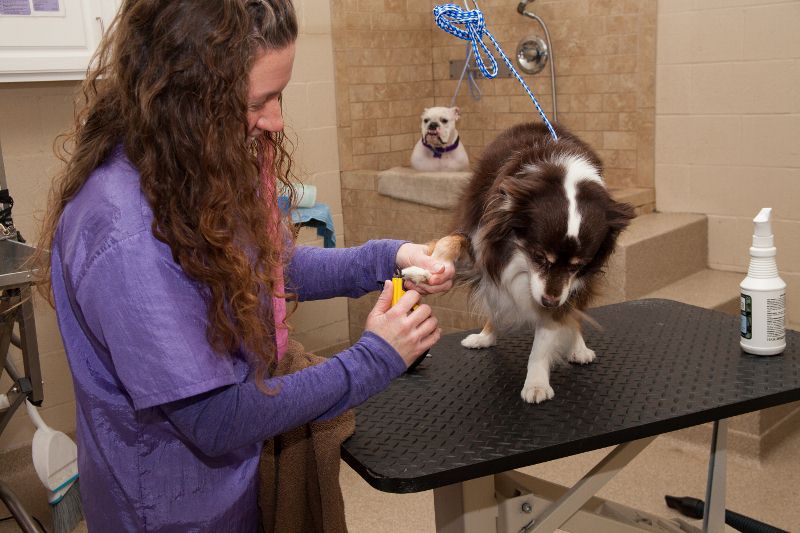 Hawthorne Park Animal Care Center Nail Trim