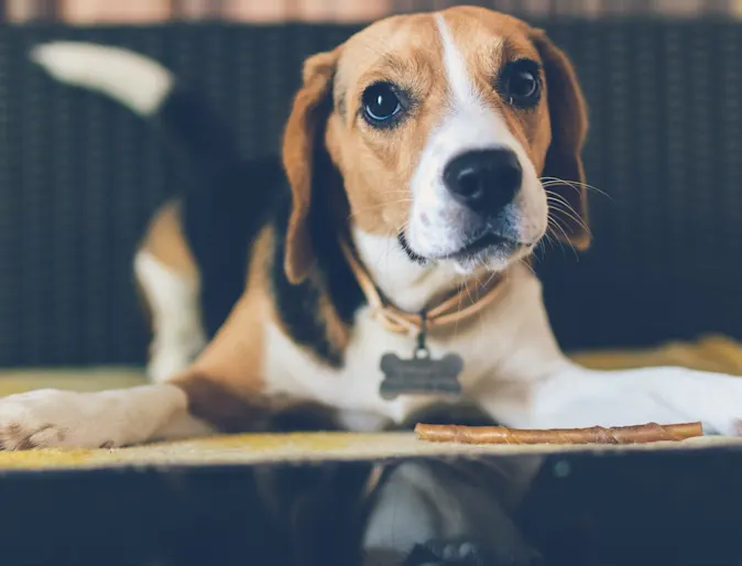 A beagle sitting on the floor with a treat staring into the camera