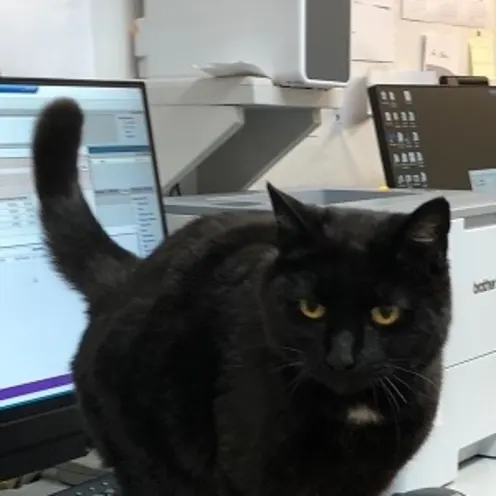 Black cat is standing on their front office table.