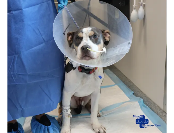 Dog Wearing a Cone & Nose Tube Dog Wearing a Cone & Nose Tube