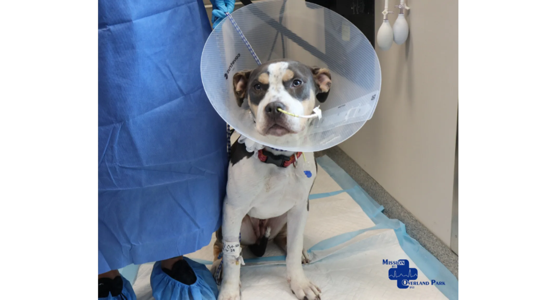 Dog Wearing a Cone & Nose Tube Dog Wearing a Cone & Nose Tube