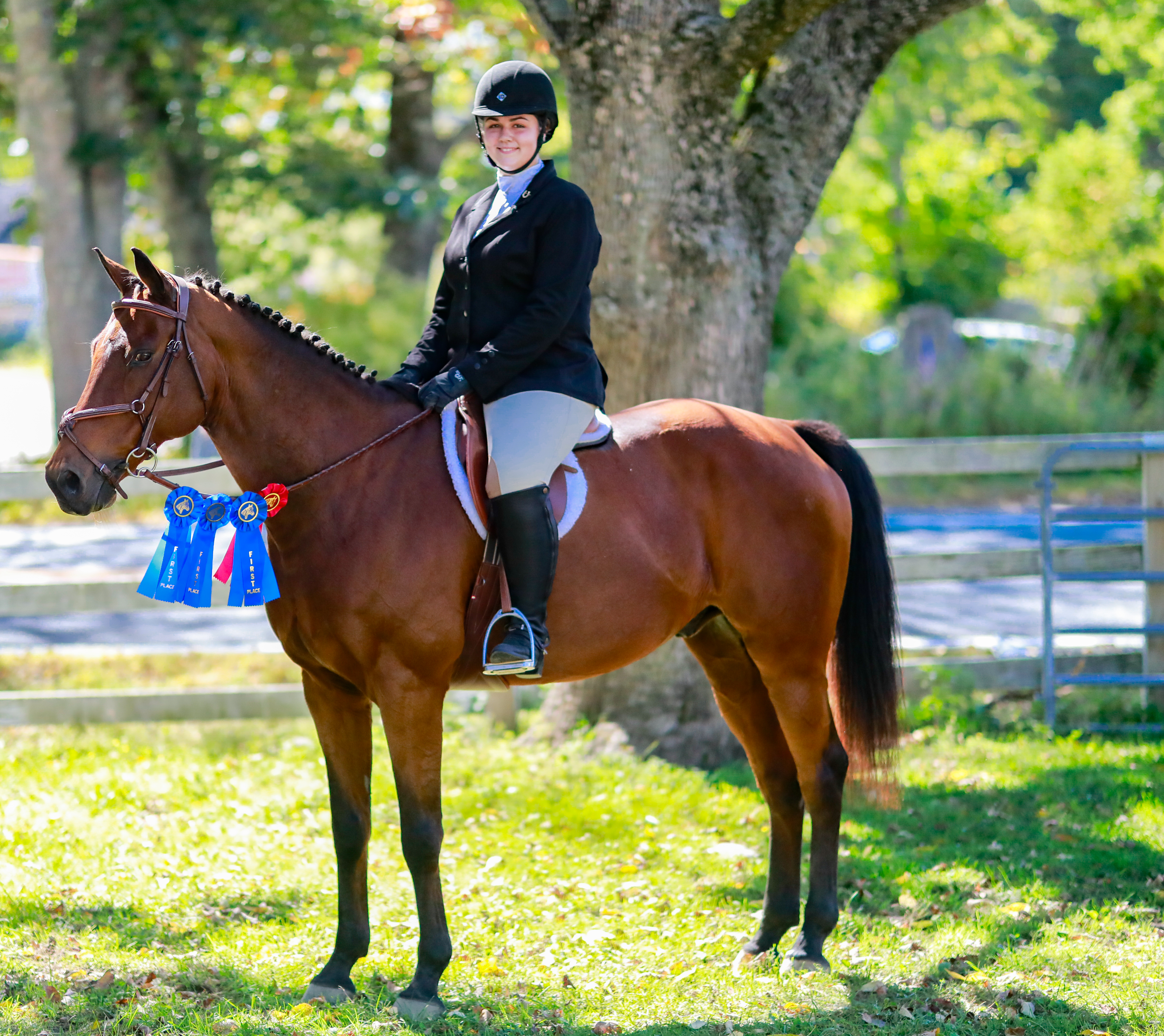 rider sitting on athletic horse
