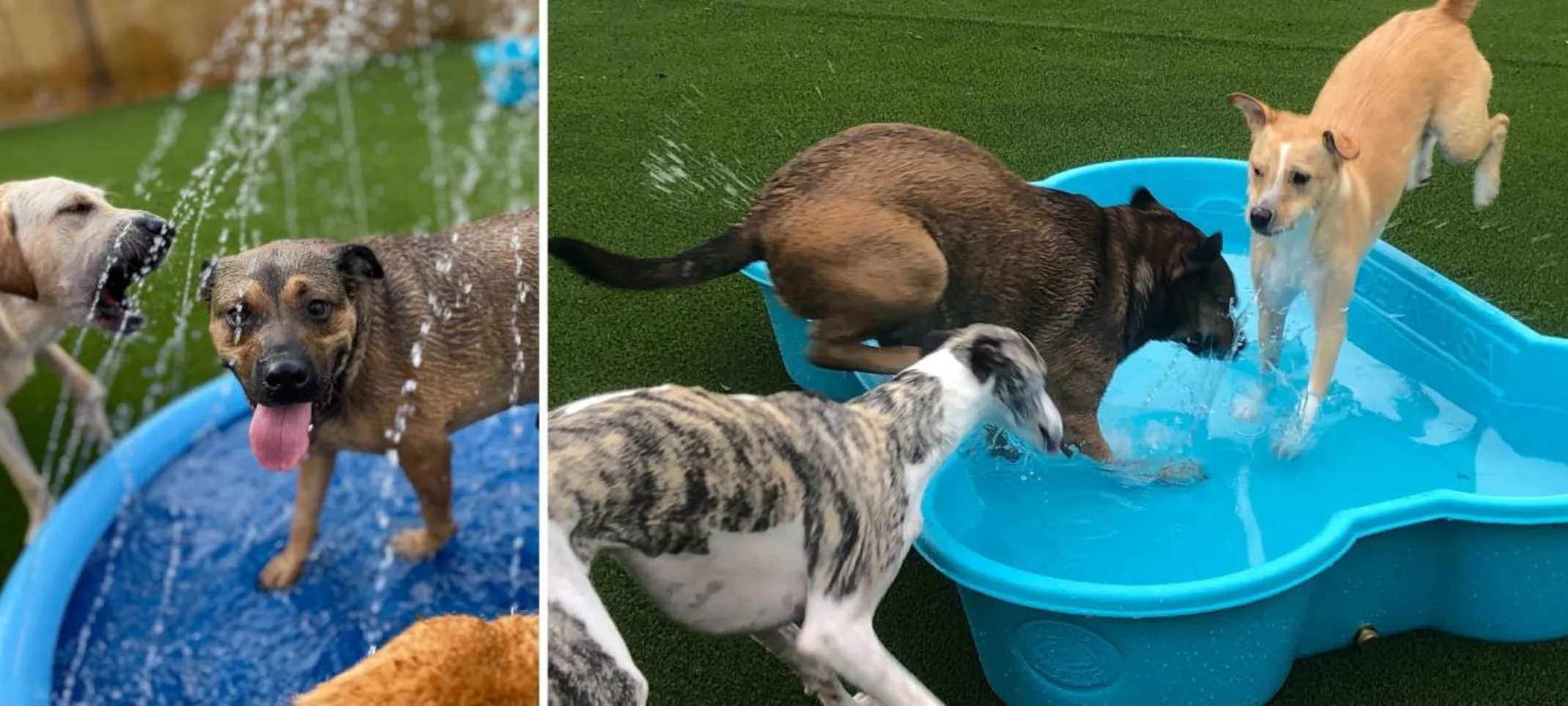 Dogs playing in a pool at The Playground.