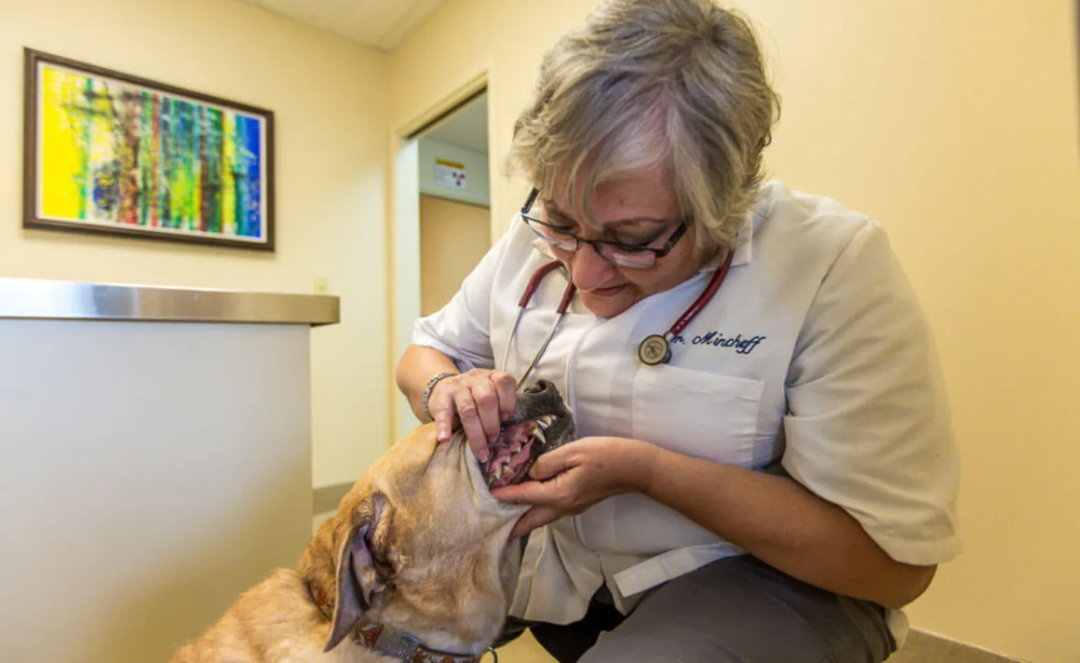 Vet checking dog's teeth Vet checking dog's teeth