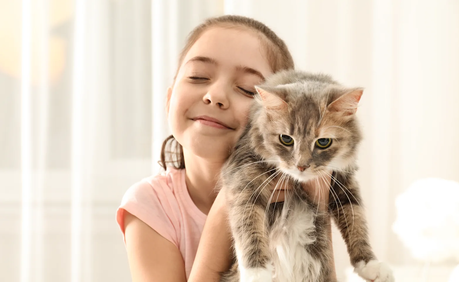 Little girl is holding a grey tabby cat inside her home. 