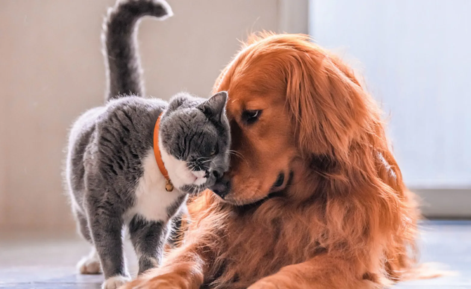 Golden retriever and cat face to face.