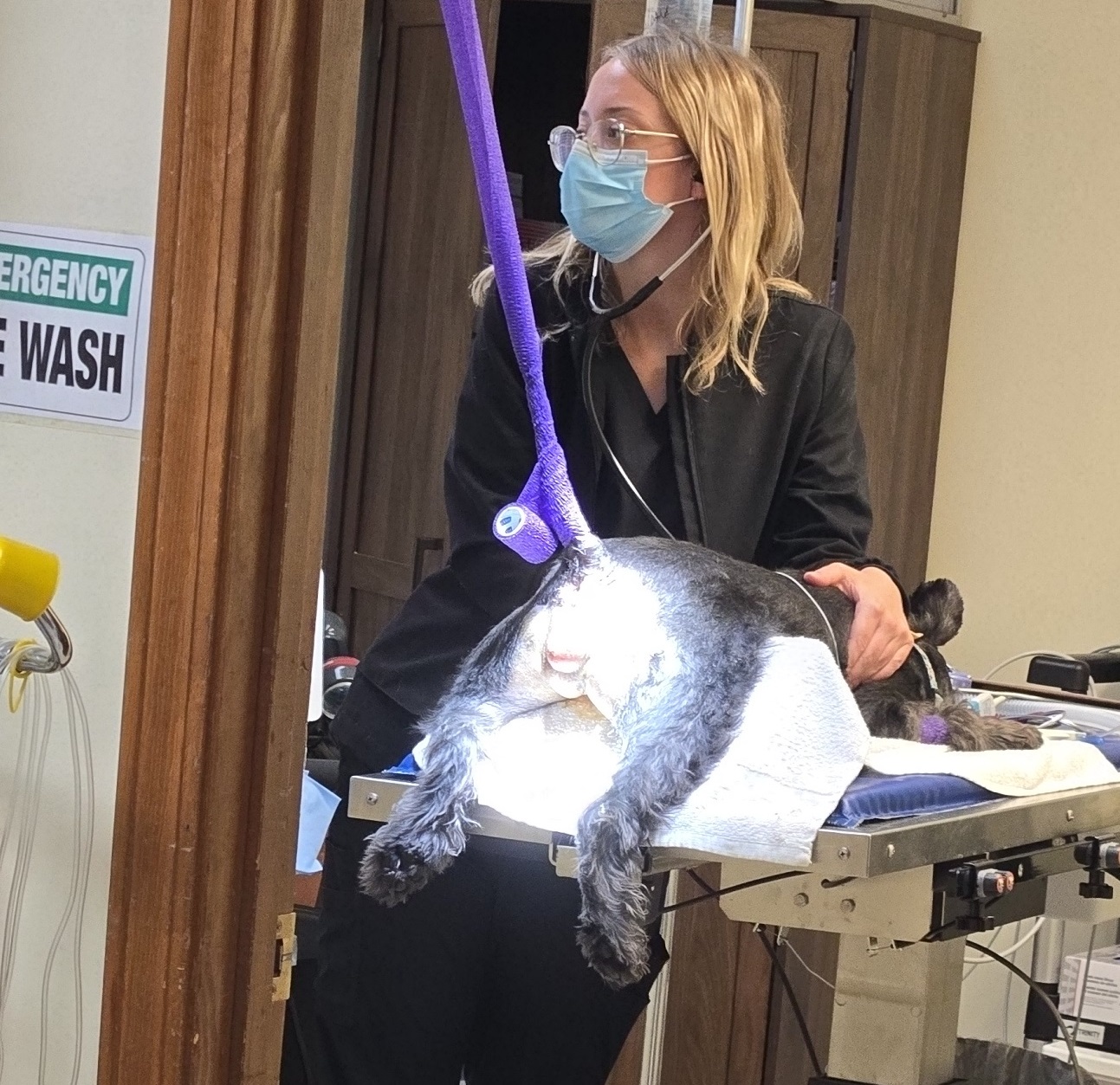 Pet undergoing procedure