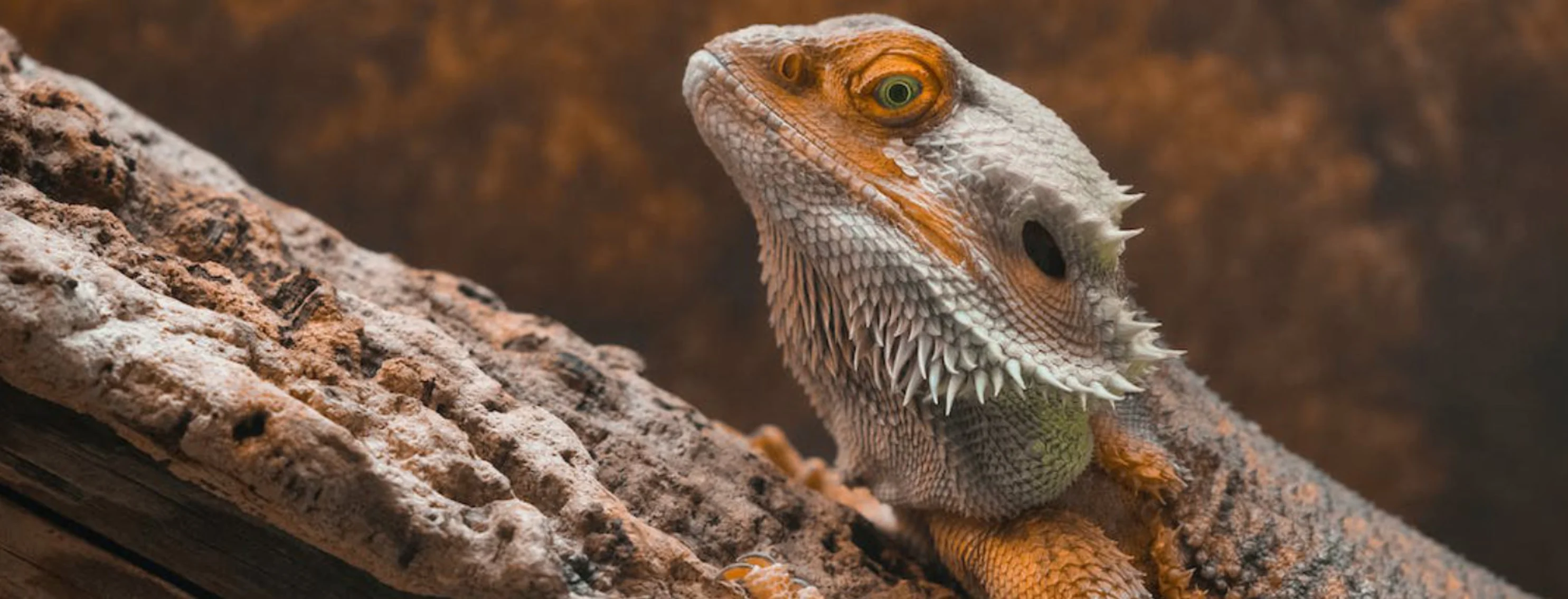 Bearded dragon sitting on a stick Bearded dragon sitting on a stick