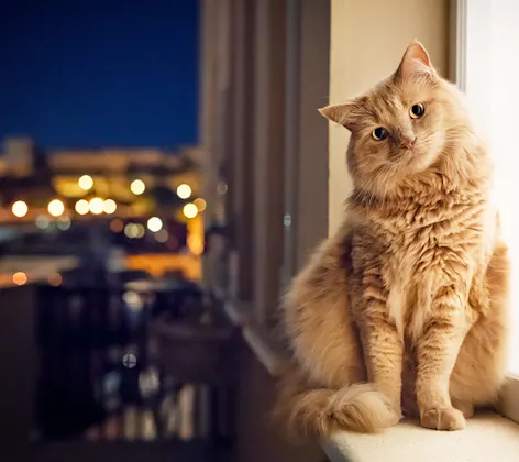 Cat sitting on window with head tilted