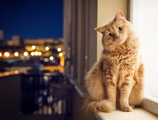 Cat sitting on window with head tilted