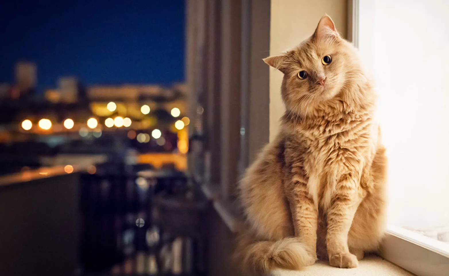 Cat sitting on window with head tilted