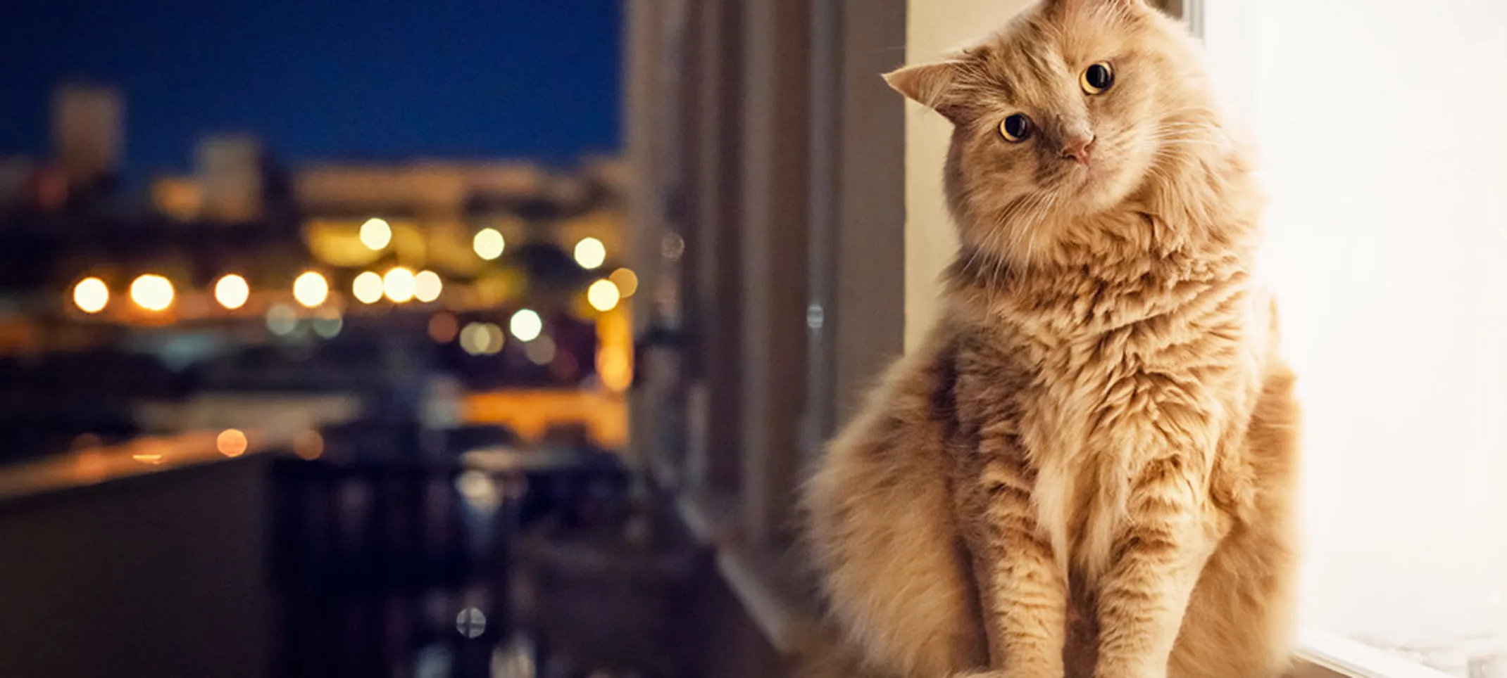 Cat sitting on window with head tilted