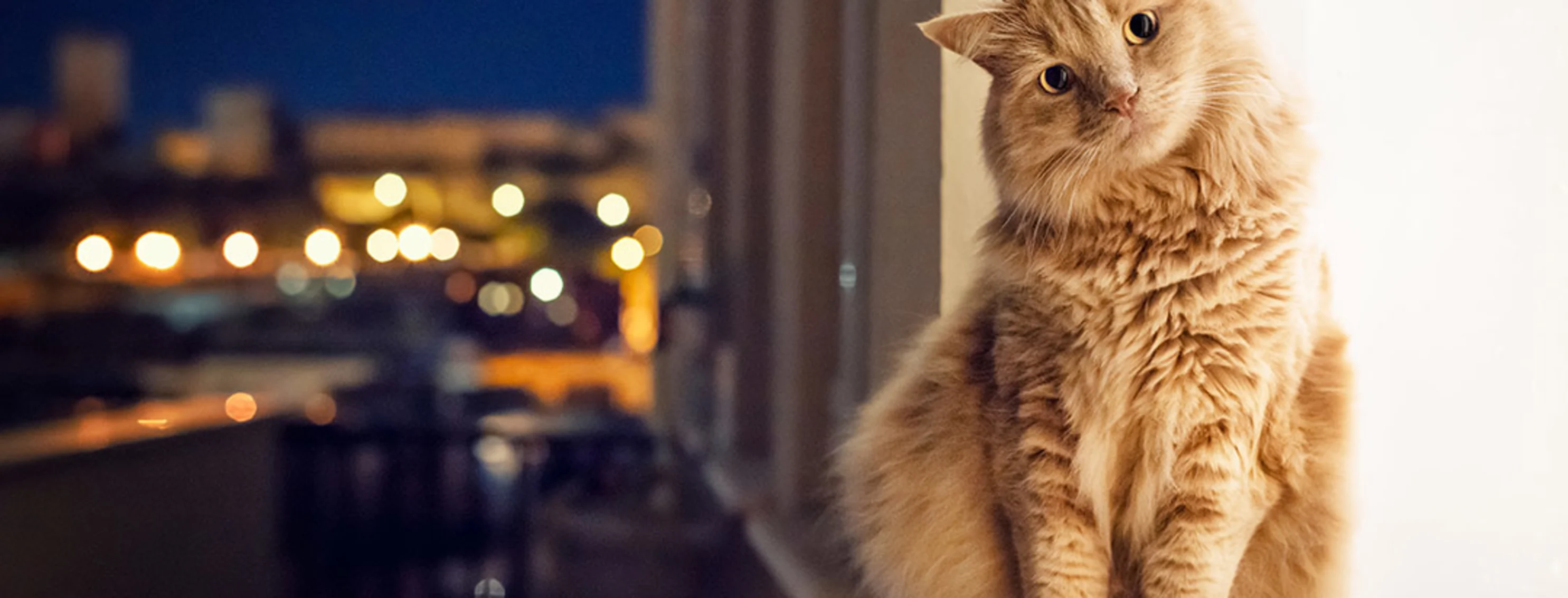 Cat sitting on window with head tilted