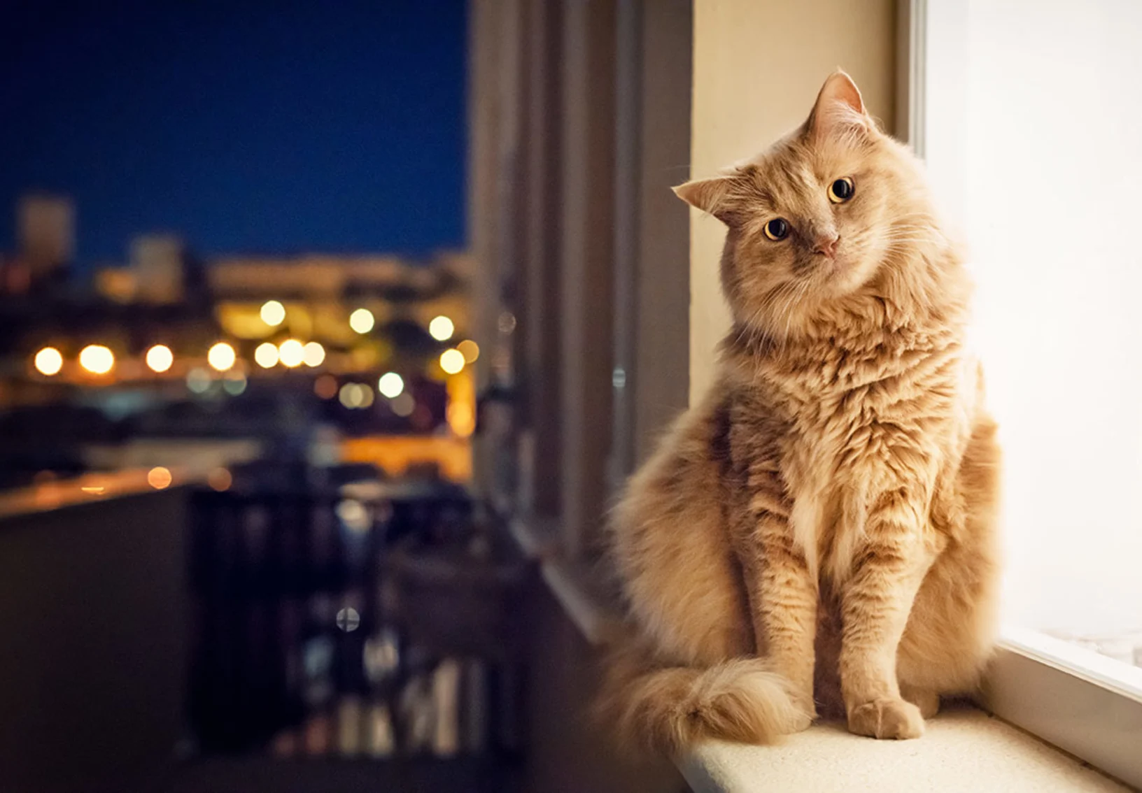 Cat sitting on window with head tilted