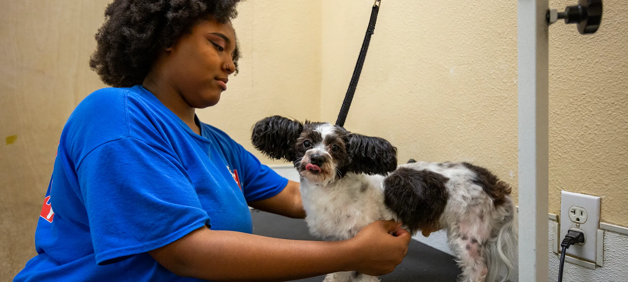 dog grooming dog grooming