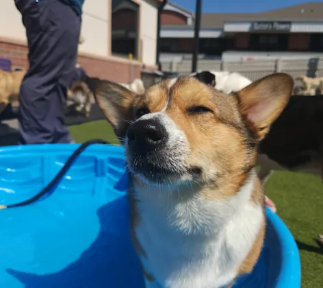 A corgi standing in a mini blue pool