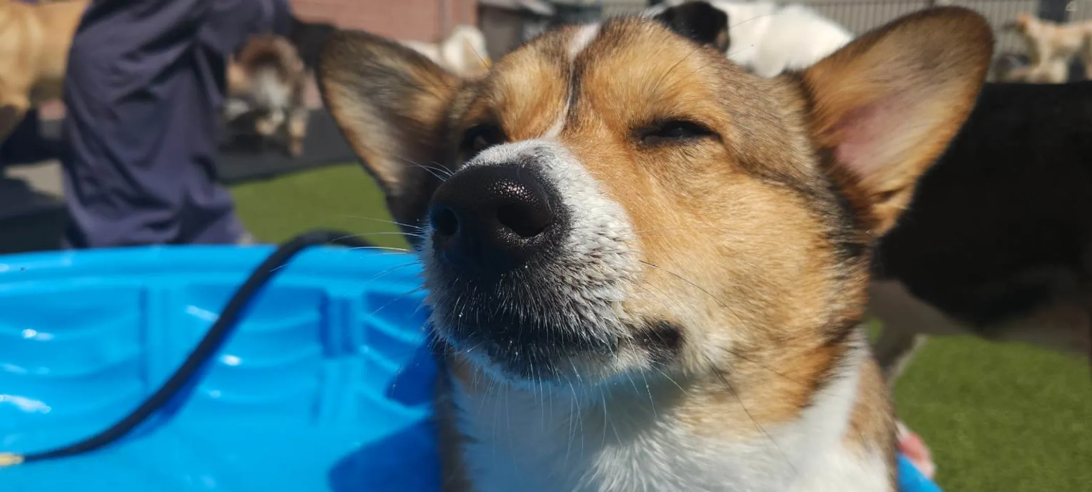 A corgi standing in a mini blue pool