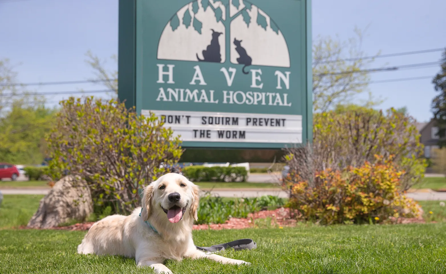 Haven Animal Hospital front sign with dog