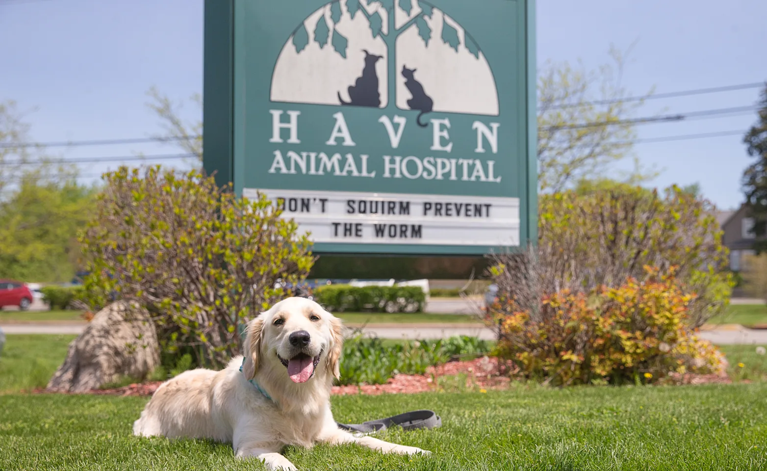 Haven Animal Hospital front sign with dog